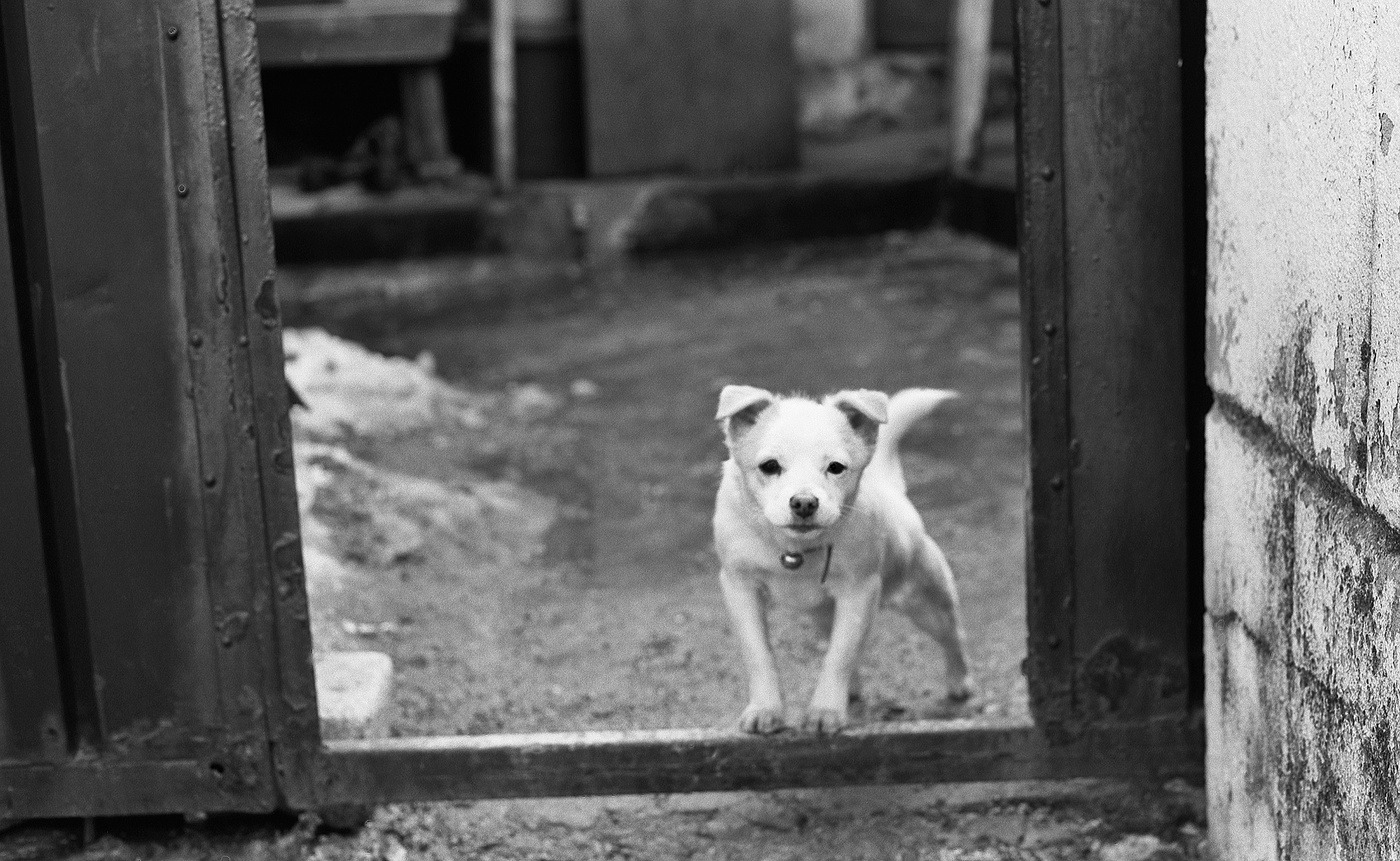 23-Dog-029-sangdo.jpg